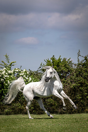 058A7715 copy